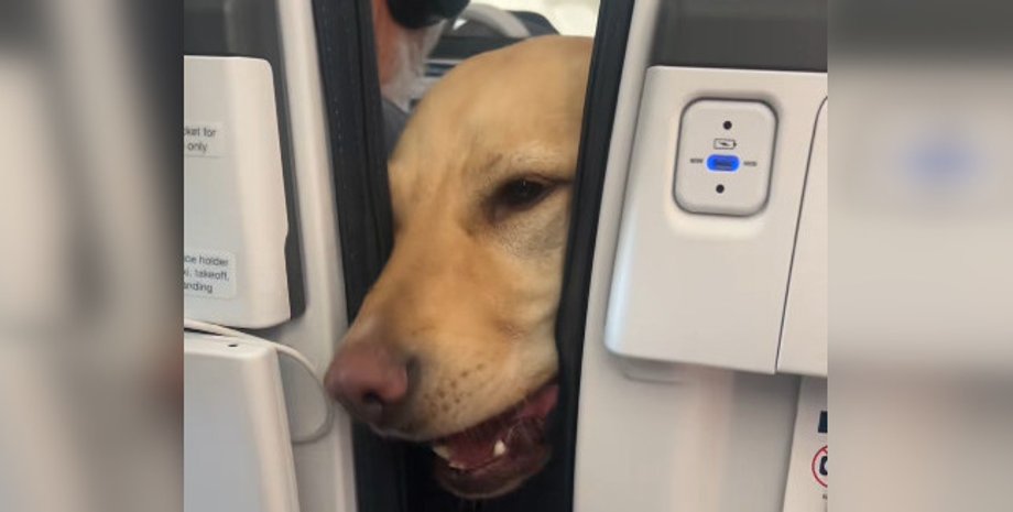 Собака пассажирки успокоила ее во время полета