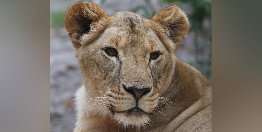 Умерла львица Василина