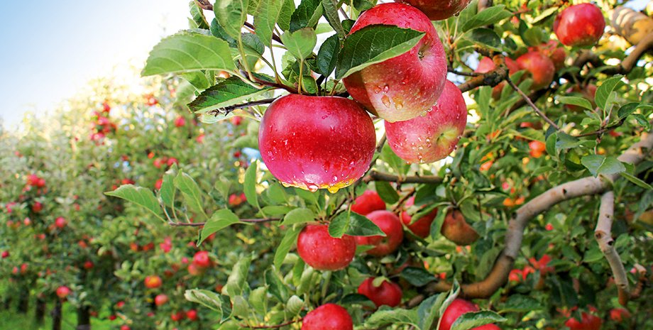 Фото: Getty Images