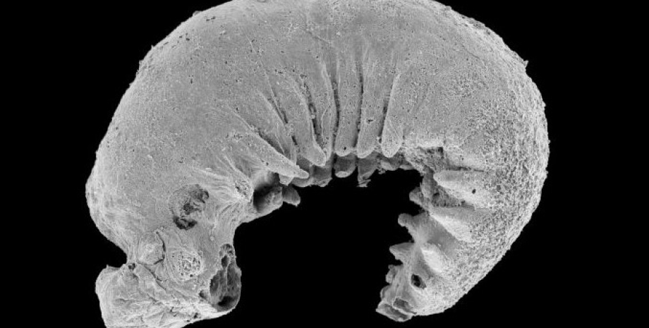 Сканирующая электронная микрофотография нового вида древних червей черви, древние черви