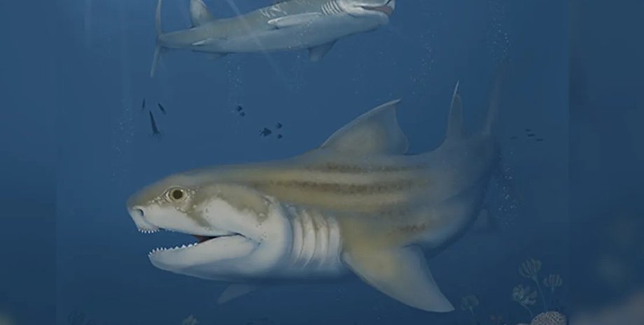 акула, древняя акула, новый вид акулы