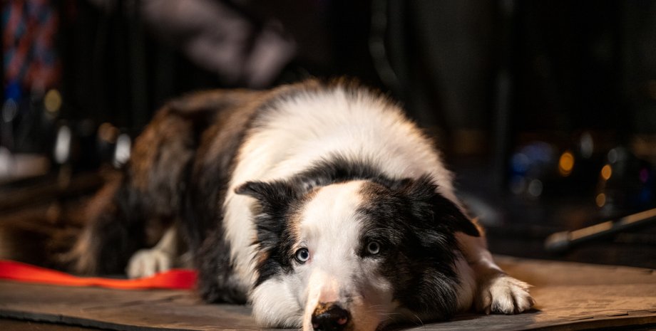 Месси, собака, Анатомия падения