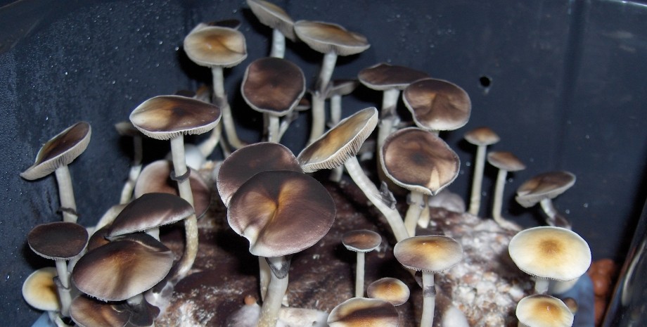 Галюциногенні гриби