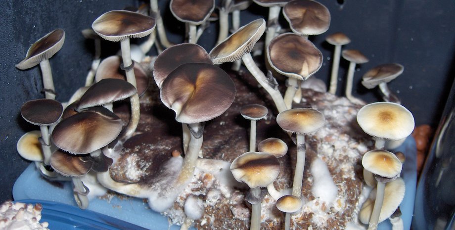 Галюциногенные грибы