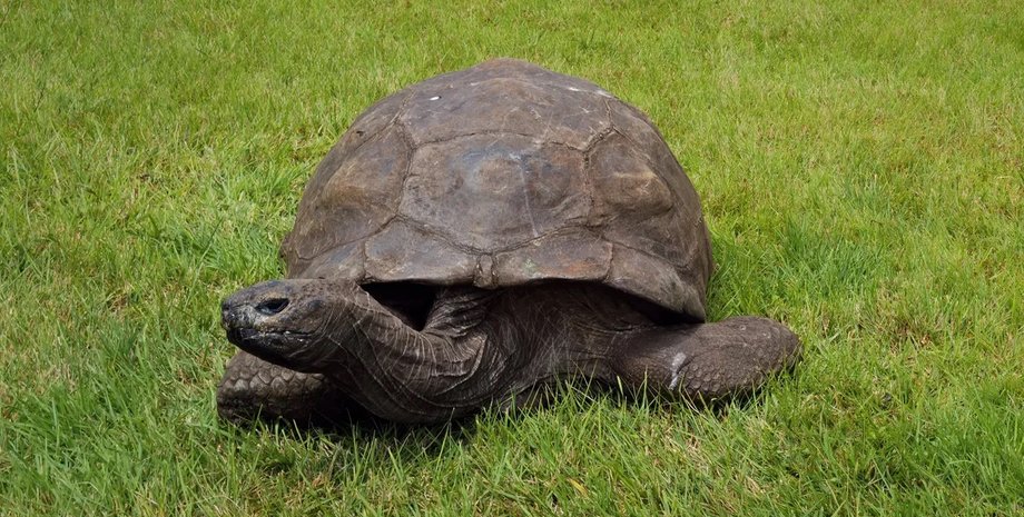 найстаріша черепаха Джонатан