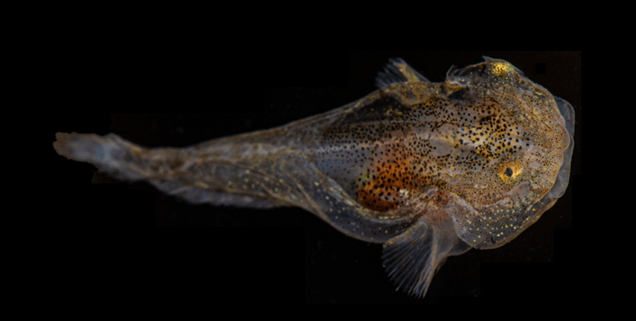 пестрая рыба-улитка