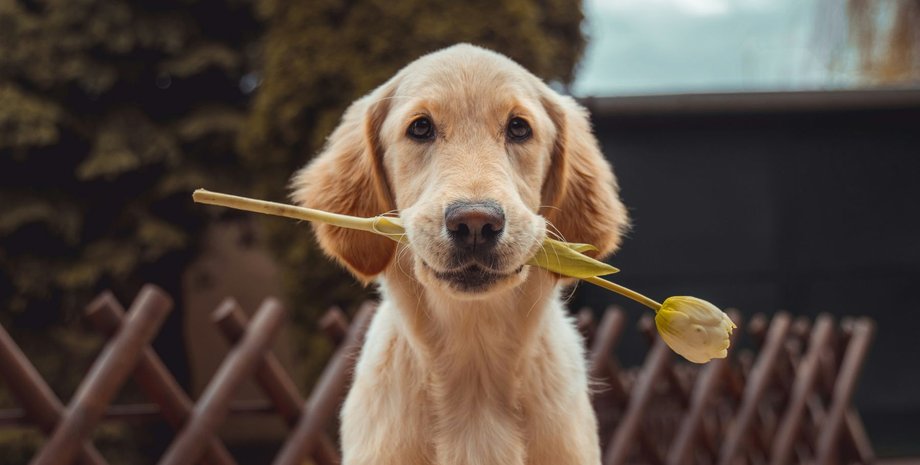 Золотий ретривер