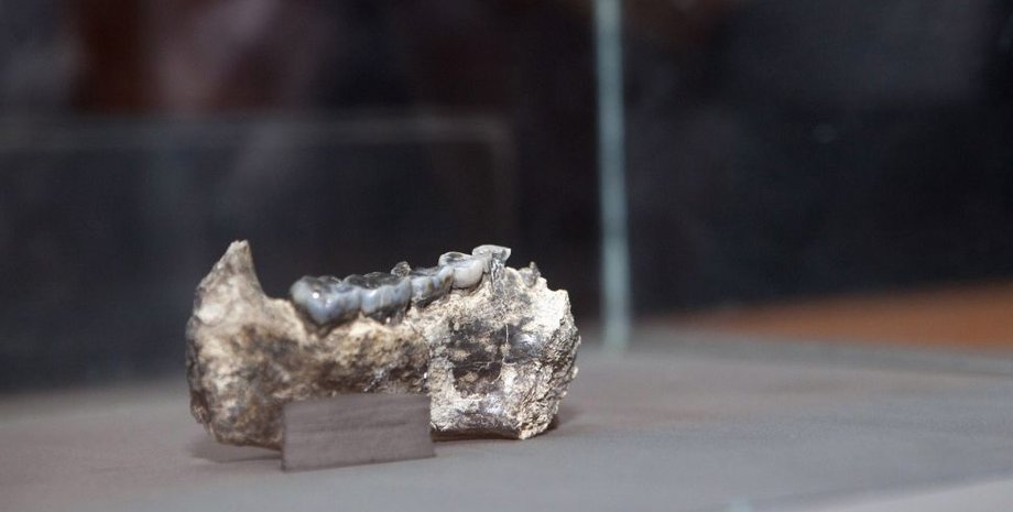 челюсть, зубы, стол, фото