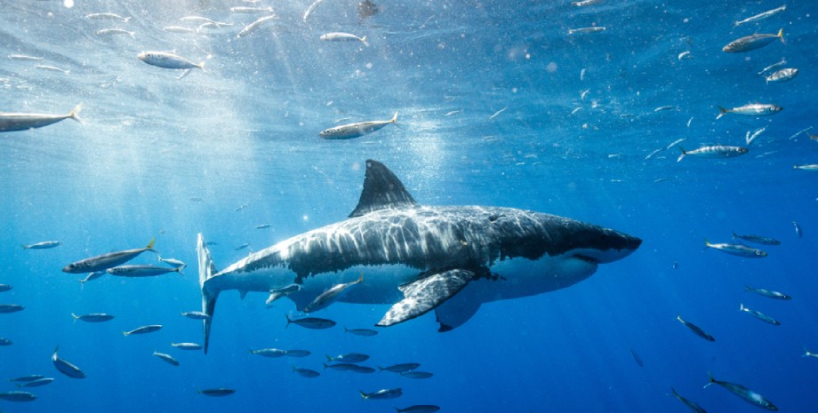 Охота акулы, кормежка акулы, стая рыб, рыба-приманка, лосось, акула, акула на охоте, "помешали" акуле в разгар ее охоты