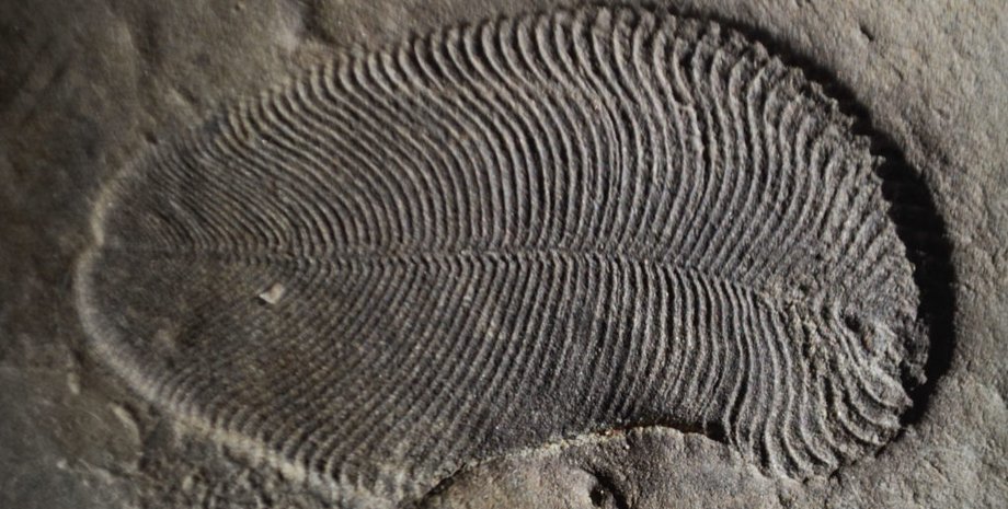 Окаменелость дикинсонии. Фото: The Australian National University (ANU)