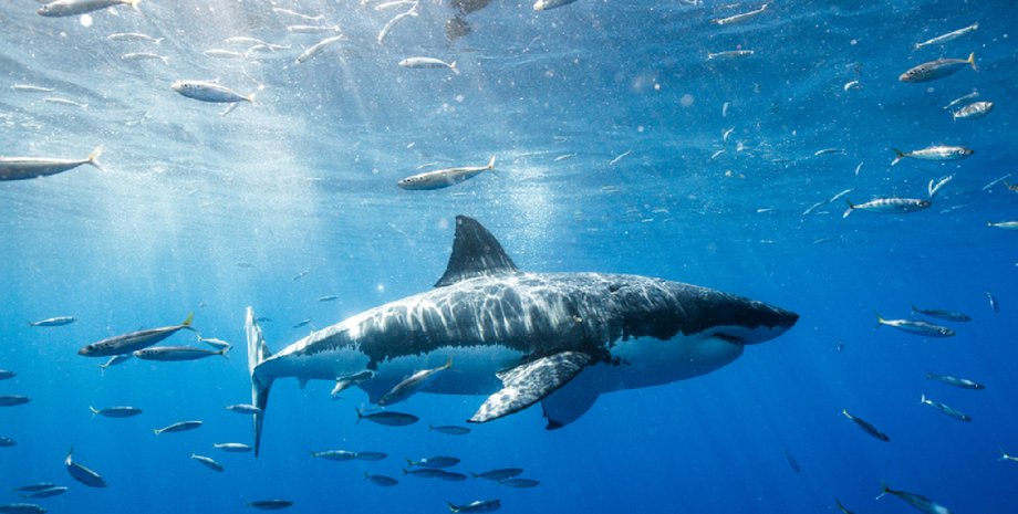 акула, кров, експеримент, дослідження, сеча, поведінка, міф, людська кров, плавання, море, океан, рідина, вода