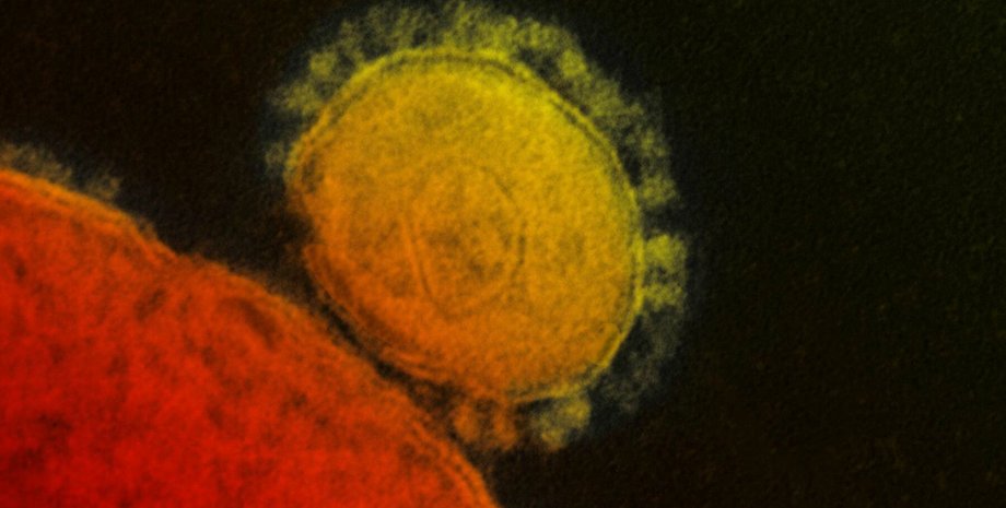 Фото: The Scientist