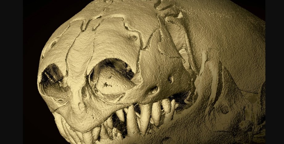 амфісбенія, піщаний черв'як, череп черв'яка