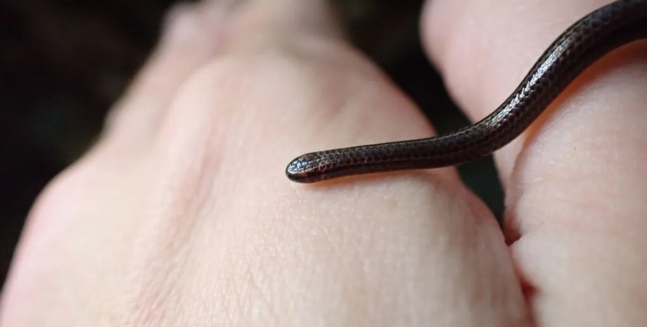 самая маленькая змея в мире