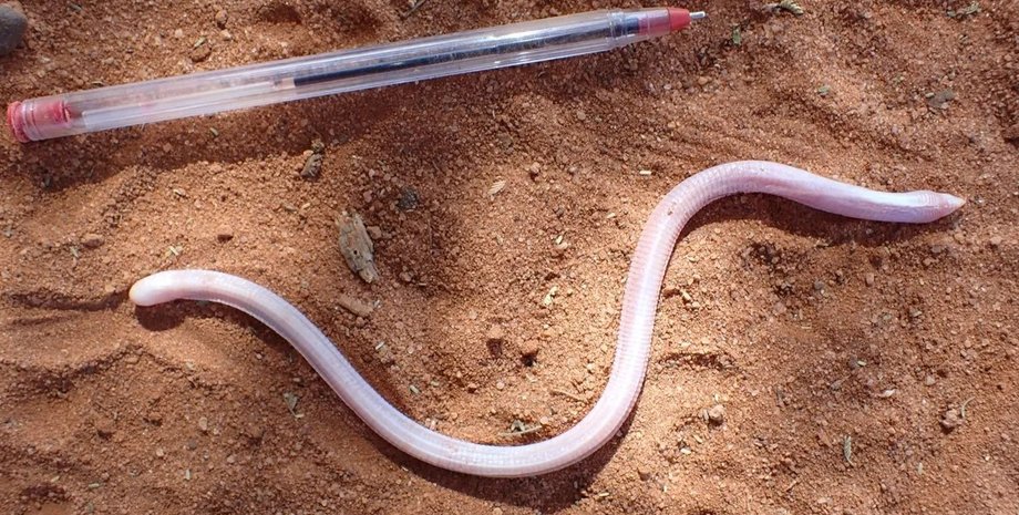 ящірка, ящірка черв'як, ящірка черв'як сомалі