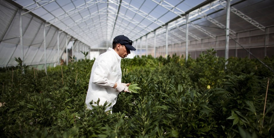 Выращивание марихуаны в украине закон вход на hydra