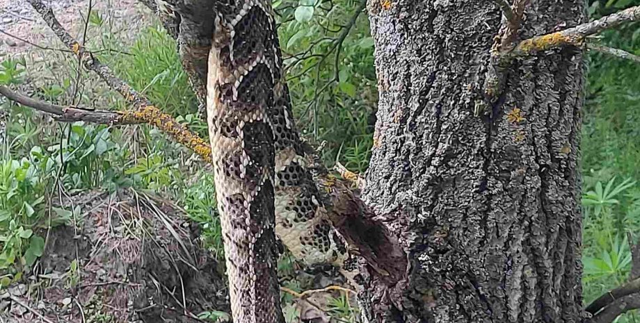 змея лугины, змея житомирская область, гремучая гадюка, житомир гремучая гадюка