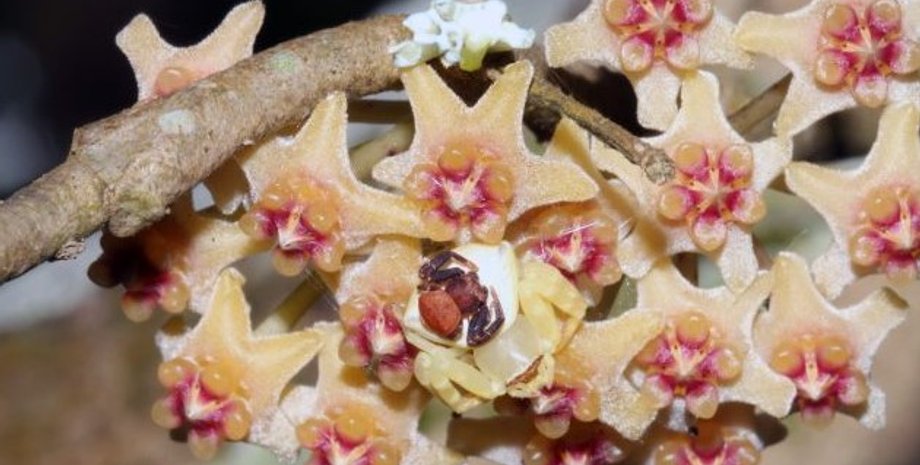 пауки крабы, маскировка пауков