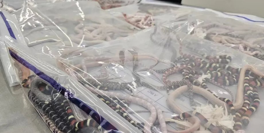 контрабанда, змії, китай, гонконг, митниця