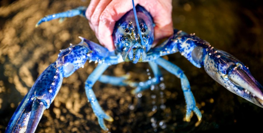 Унікального омара спіймали в Атлантичному океані: був лише один шанс на 200 мільйонів (відео)0