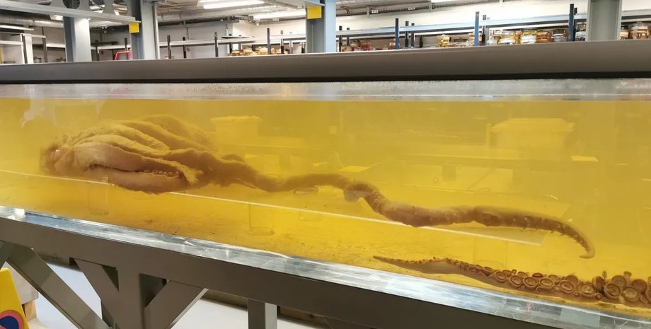 колоссальный кальмар, кальмар образец