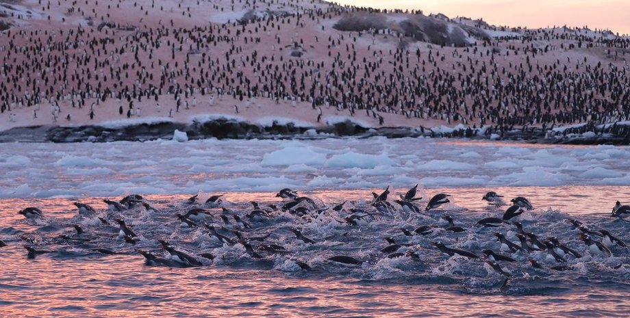 Антарктида, пінгвіни, Академік Вернадський