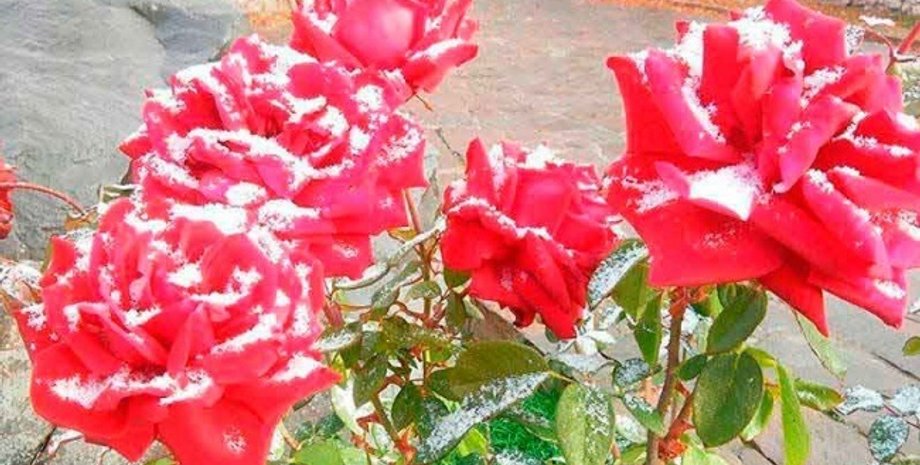 Фото: Ракурс