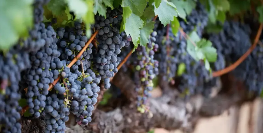 окультуривание, эволюция, виноград, виноградная лоза, геном, исследование, пропавший вид, международная команда, история, растение