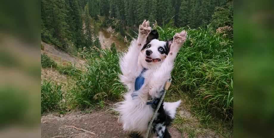 Новый герой интернет-мемов: прогулка Майло в горах стала вирусной в сети