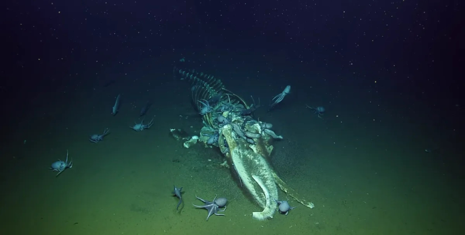 На дні океану знайдено тушу кита: які види прийшли сюди обідати0