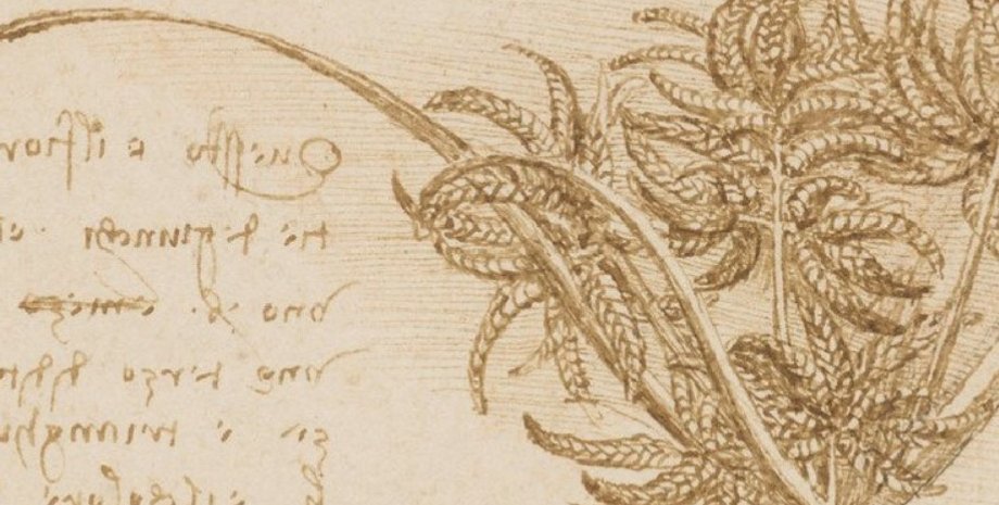 правило дерев, Леонардо да Вінчі