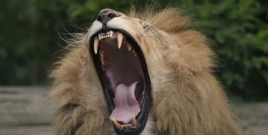 лев, на Рівненщині знайшли тіло лева