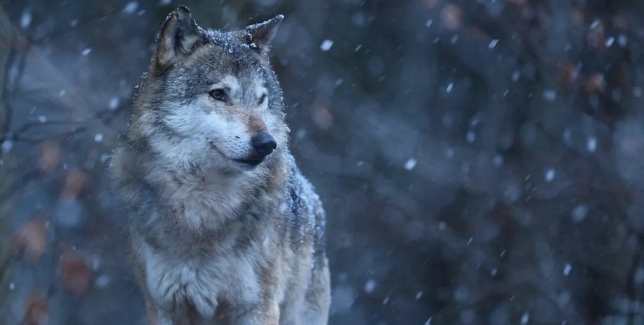 волк путешествие