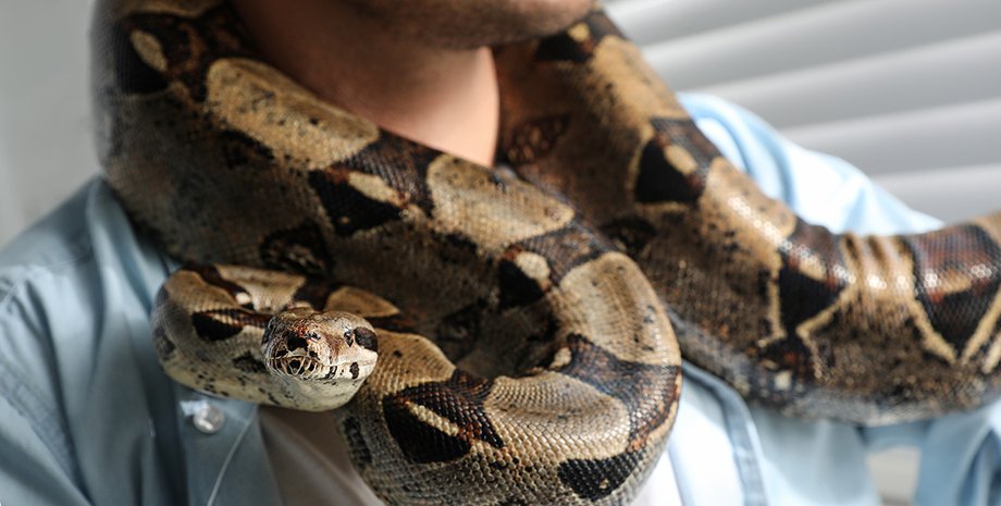 Двухметровый питон едва не проглотил пьяного мужчину, который шел домой из бара, змея, курьезы, интересные истории