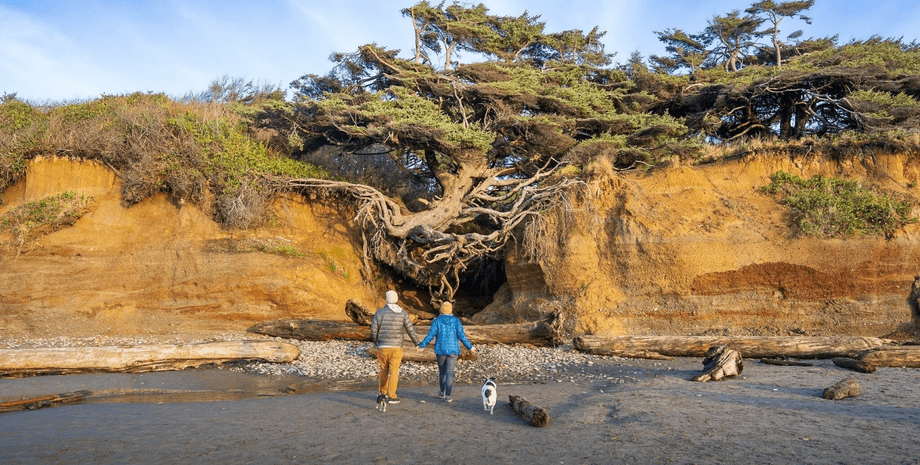Древо жизни в США, туристы, Древо жизни, ель, ситхинская ель, дерево в скалах, достопримечательность, вред туристов