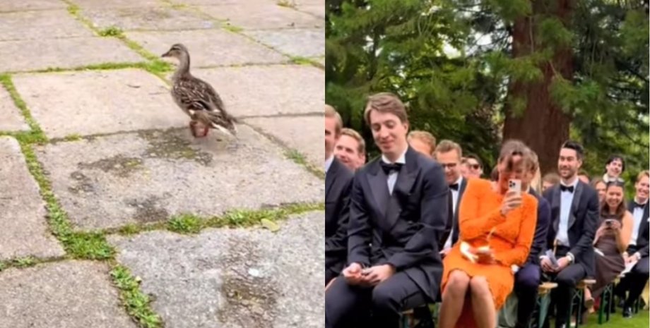 Випередила конкурентку: качка кумедно вийшла на весілля замість нареченої