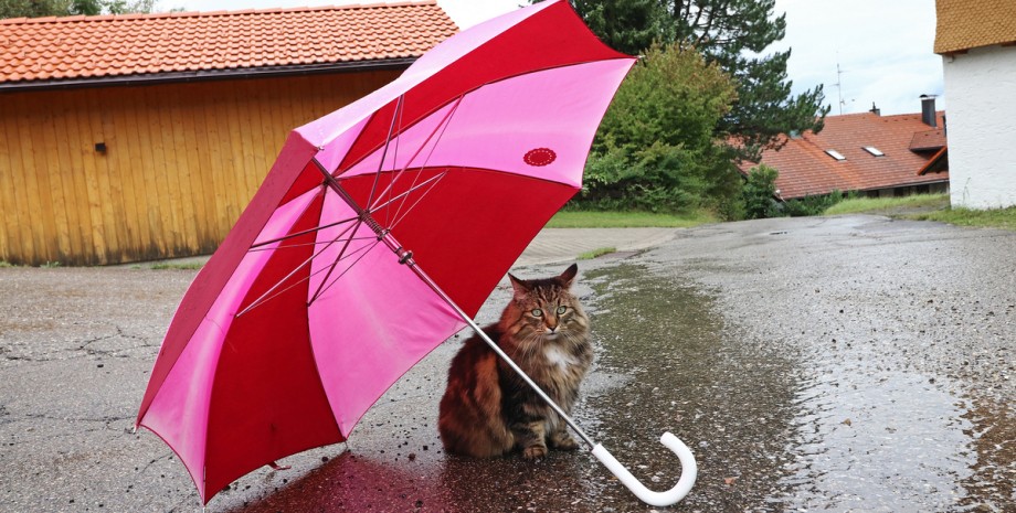 дождь, кот, зонтик, ливень, плохая погода, непогода
