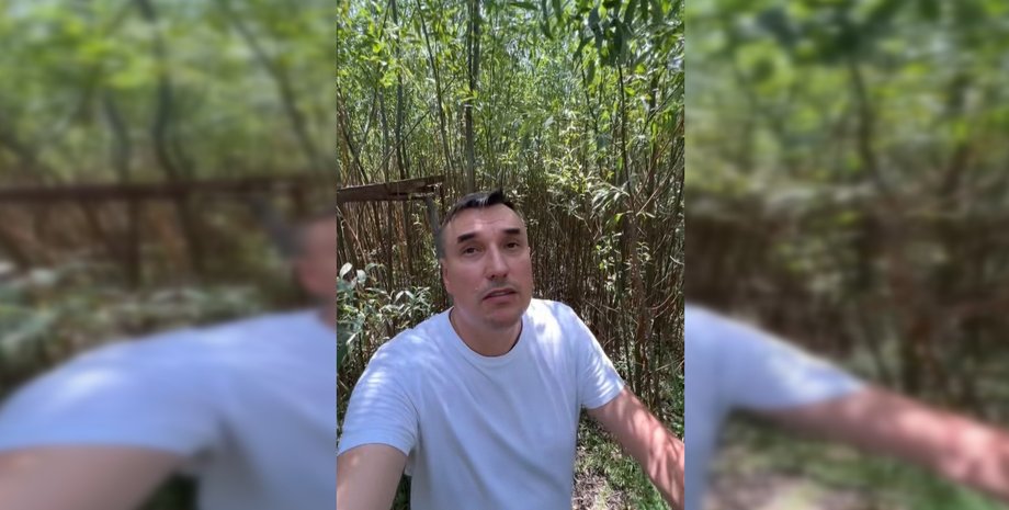 Каховське водосховище, ліс, верби