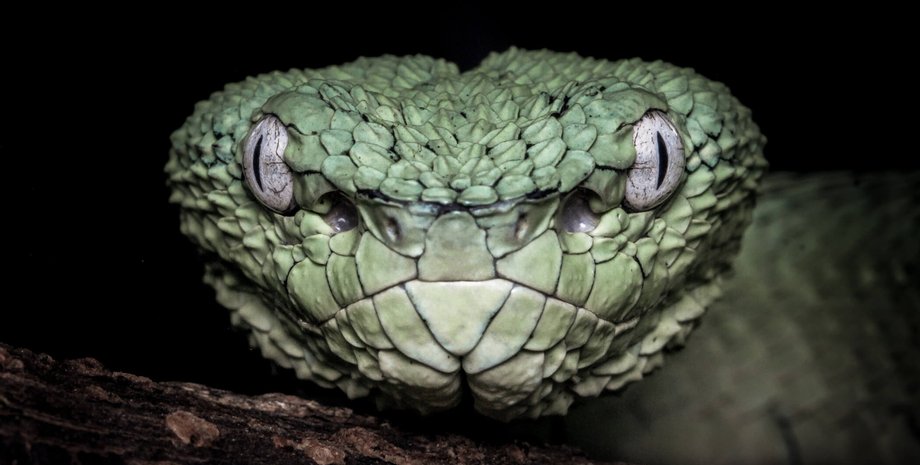 ядовитая змея, самые ядовитые животные, какое животное самое ядовитое