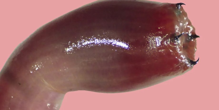 мотыль, зубастый червь