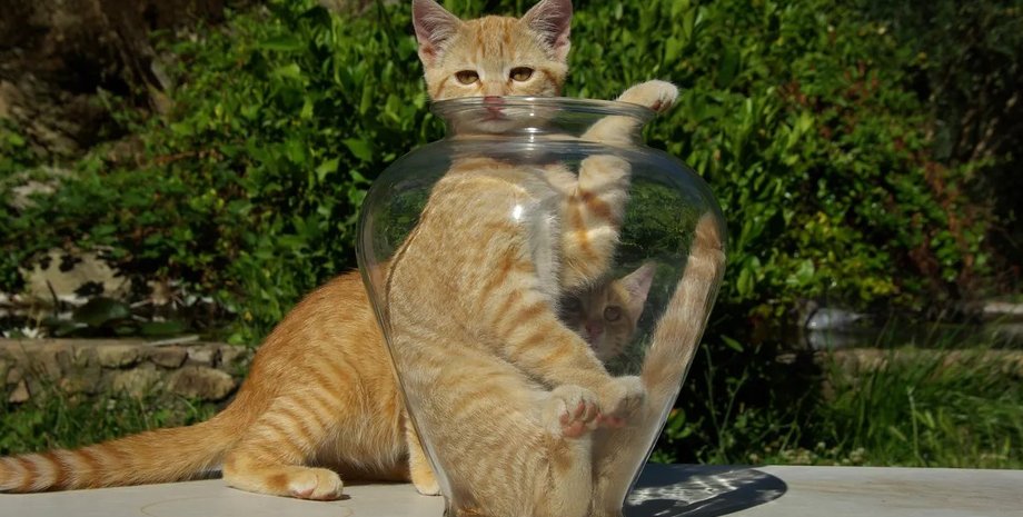 кот, рыжий кот