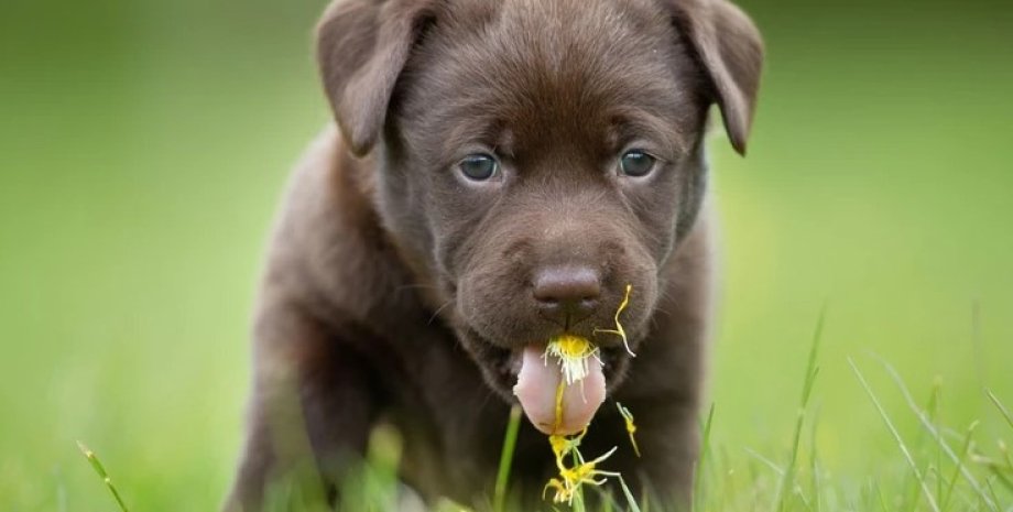 собака, щенок, трава, собаки едят траву