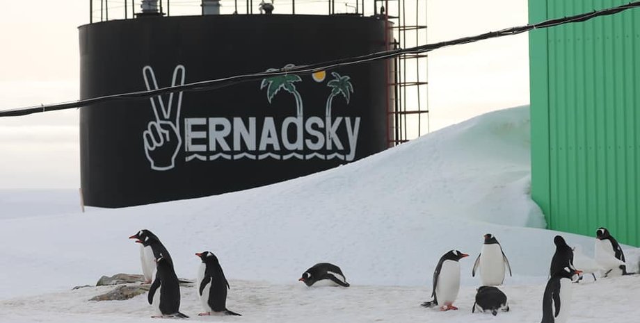 Пингвины дженту возле станции "Академик Вернадский"