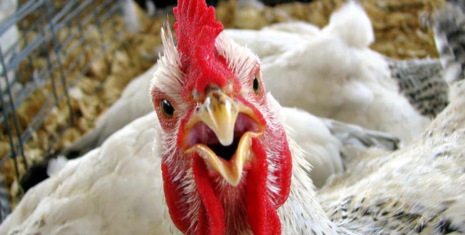 Иллюстративное фото