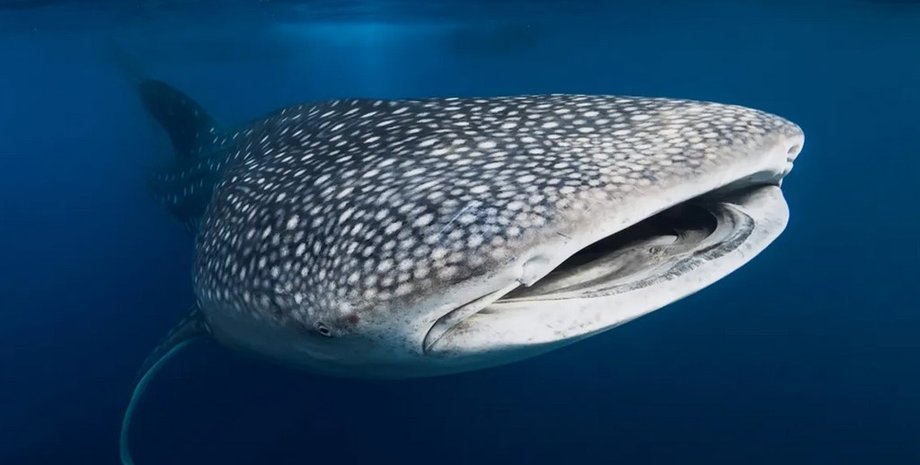 китовая акула