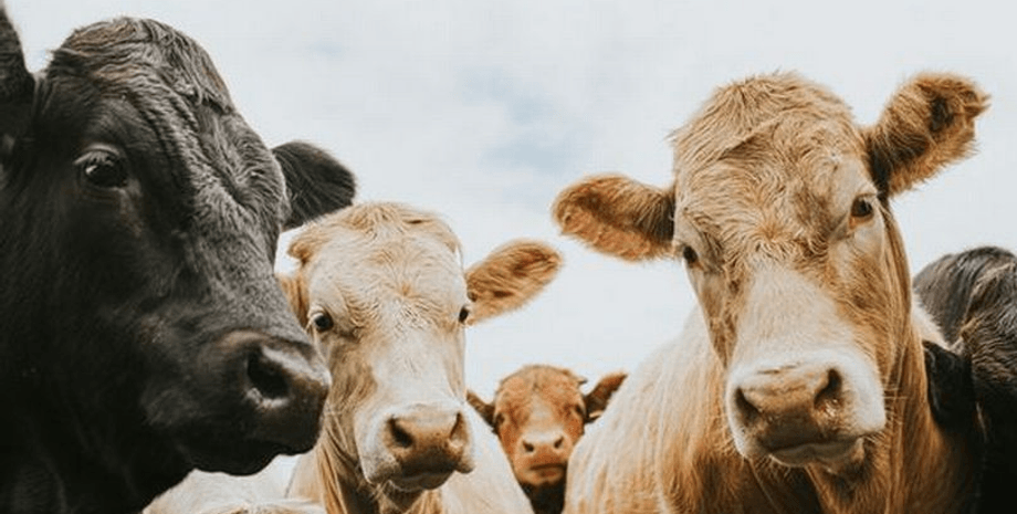 Коровы, животные, поле, ферма, агрессивные коровы, затоптали человека, убили человека,