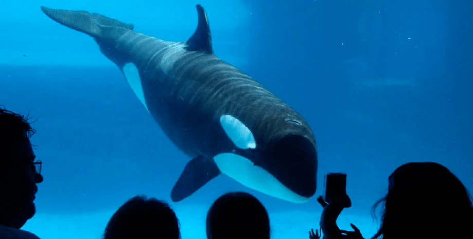 Самая одинокая косатка в мире, косатка, кит, умерла косатка, Киска, разбила голову об аквариум, парк, аквариум, люди,