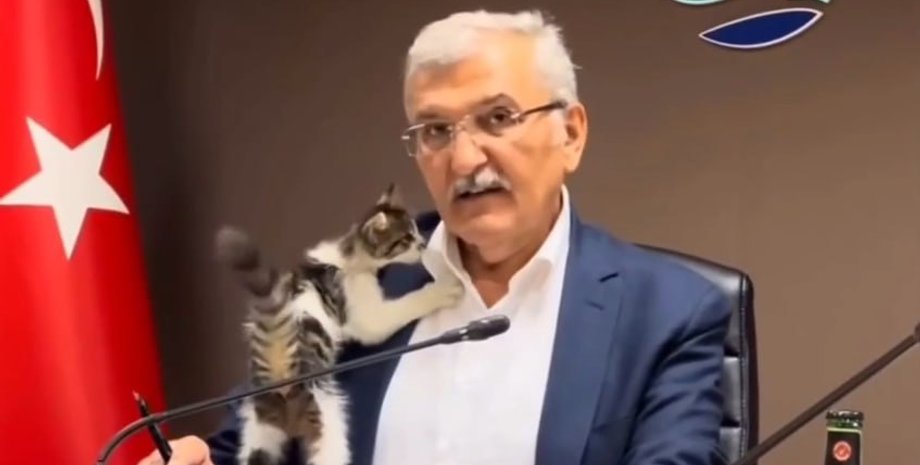 Мурат Айдын, котенок, Белла, Турция, Бейкоз