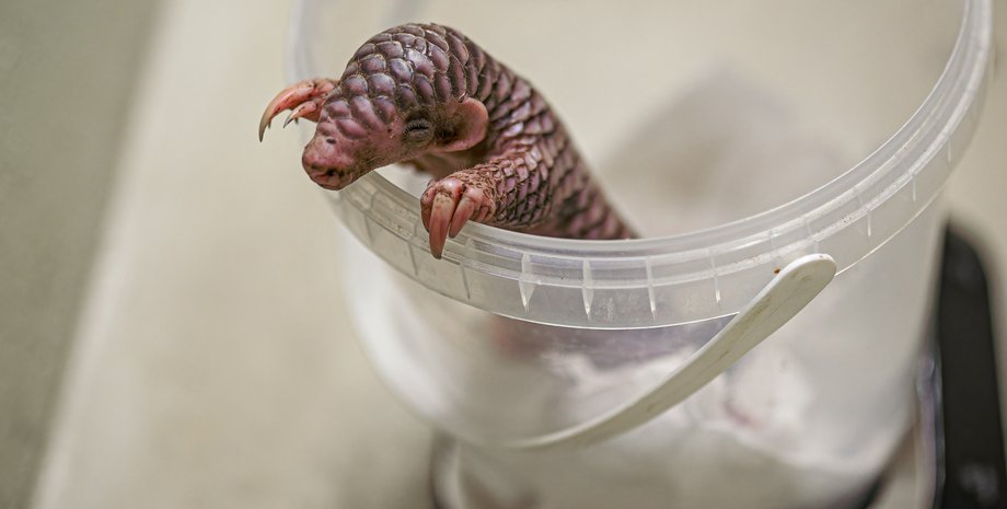 панголин, детеныш панголина, первый в европе, пражский зоопарк