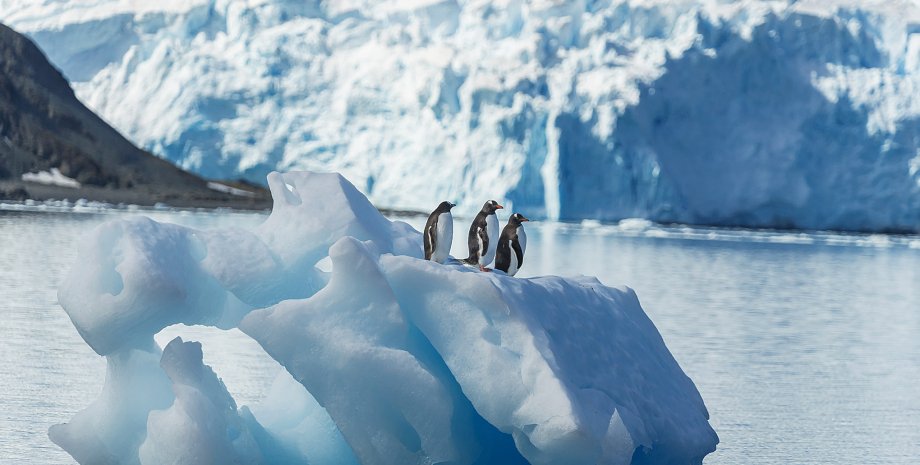 Антарктида, пингвины, пингвины в антарктиде, остров кинг-джордж, айсберги
